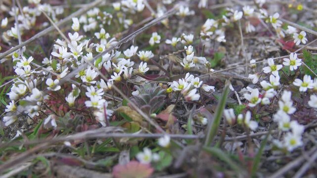 Plant ecology. Whiteblow (Draba verna), seaside, February-march. Real dwarf plant, short stem, small closed flowers. Dwarfism is fixed at genetic level in frigid climate. Anti-wind protection. Crimea