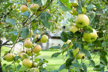 Apfelbaum in einem Obstgarten