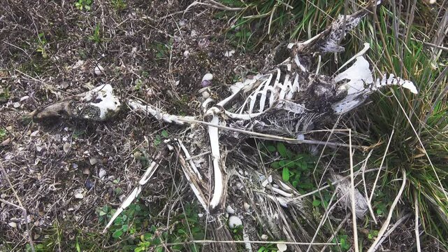 Mors. Natural reliquary with the remains, living without covers. A duck in the form of a skeleton