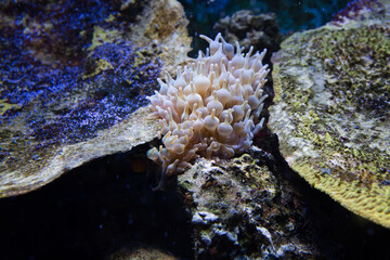 coral reef in aquarium