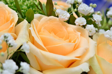 Bouquet of yellow pastel roses and white gypsophila close-up