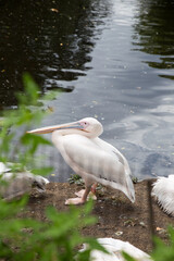 white pelican