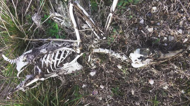 Mors. Natural reliquary with the remains, living without covers. A duck in the form of a skeleton