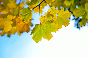 Autumn colored leaves in the sun rays against blue sky
