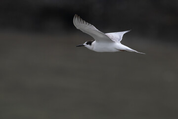 common tern or Sterna hirundo, a seabird in the family Laridae, observed at Sasoon Docks in Mumbai Maharashtra, India