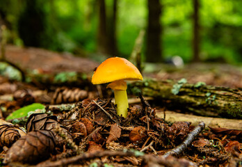 Grayson Highlands State Park, VA