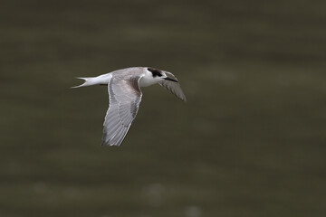 common tern or Sterna hirundo, a seabird in the family Laridae, observed at Sasoon Docks in Mumbai Maharashtra, India
