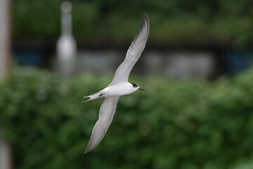 common tern or Sterna hirundo, a seabird in the family Laridae, observed at Sasoon Docks in Mumbai Maharashtra, India