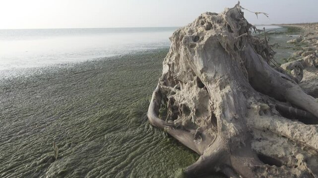 The coast of the salt lake is occupied by a mass of filamentous algae. Cladophora as a species with a wide ecological niche (explosion in species number). The tree stump is covered with algae