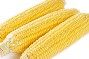 Fresh yellow sweet corn background, corncob with yellow and white grains close up.