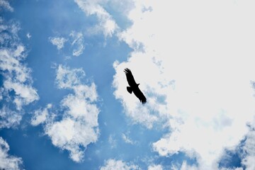 Andean Condor rising in the morning sun