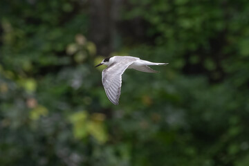common tern or Sterna hirundo, a seabird in the family Laridae, observed at Sasoon Docks in Mumbai...