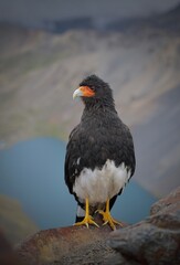 Mountain Caracara watching over the Andean summits