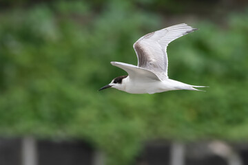 common tern or Sterna hirundo, a seabird in the family Laridae, observed at Sasoon Docks in Mumbai Maharashtra, India
