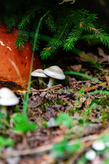 Highland Ponies on Wilburn Ridge, Grayson Highlands