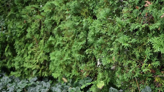 A wall of densely planted thuya row in close-up. 