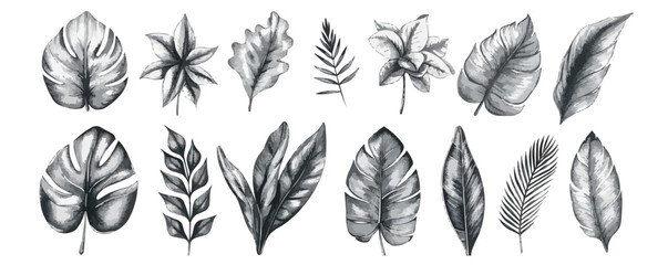 Fototapeta premium Set botanical hand drawn element. Isolated on a white background. vector illustration