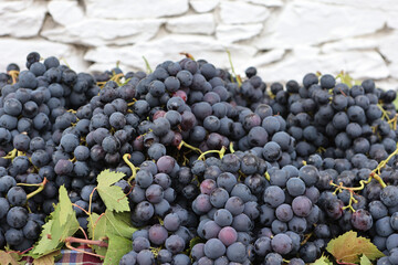The unique taste of Kavacık Grape, which grows in Kavacık Village (Izmir), which is located on Kızıldağlar and about 30 km away from the sea