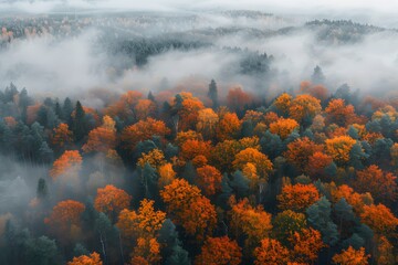 Fototapeta premium Enchanting Autumn Forest Blanketed in Mist