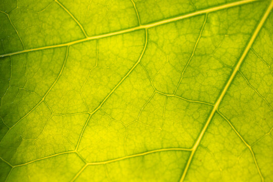 Macro of a green leaf texture