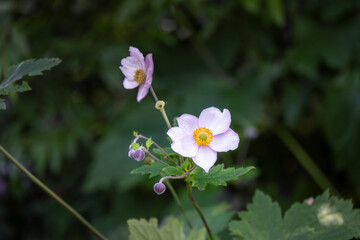 Anemone hupehensis or Japanese anemone pale pink flower in summer, close up