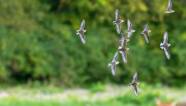 A flock of least sandpipers in flight. - Powered by Adobe