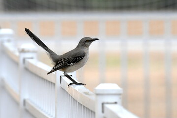 Close-up shot of a bird sitting on a white fence that trails off in the distance.