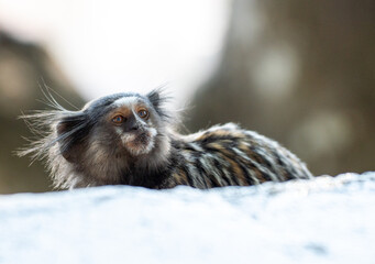 Common Marmoset of Brazil in daytime