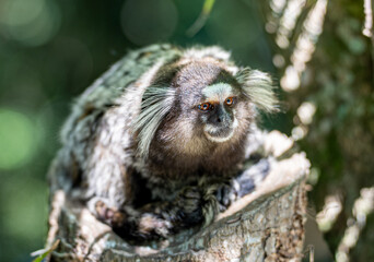 Common Marmoset of Brazil in daytime