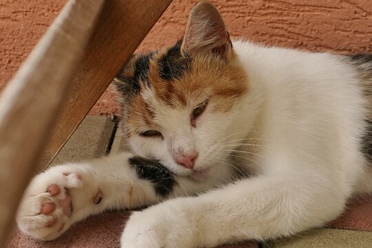 Young female calico coloured crossbreed cat relaxing while lying on her front left paw under wooden garden chair in front of orange coloured wall