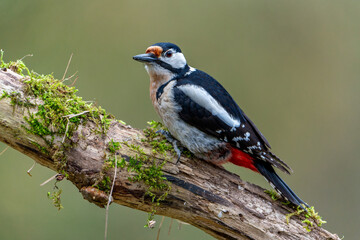 Close-up of a Great Spotted Woodpecker on a Mossy Branch
