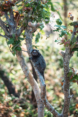Common Marmoset of Brazil in daytime