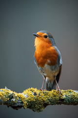 European Robin (Erithacus rubecula) on Branch with Blurred Background