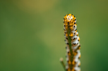 Close-up of Shargacucullia scrophulariae Caterpillar Climbing a Plant in the Forest