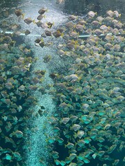 coral reef in the sea