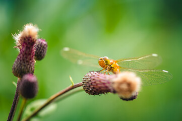 Close-up of Banded Demoiselle Resting on a Plant with Blurred Green Background