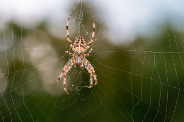 European Garden Spider in Web with Blurred Green Background