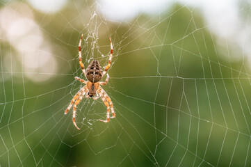 European Garden Spider in Web with Blurred Green Background