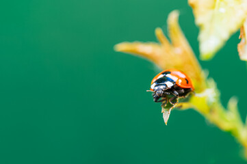Close-up of a Seven-spot Ladybird on a Green Background