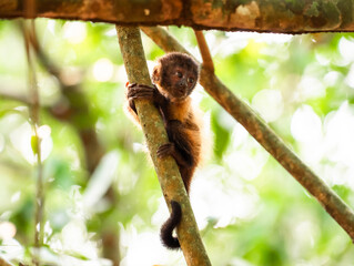 Baby monkey tufted capuchin in Brazilian amazon rainforest clinging to tree
