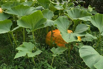 Obraz premium Giant orange pumpkin, latin name Cucurbita Pepo, growing under wide green erected pumpkin leaves on garden lawn. Early september cloudy day. 
