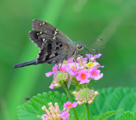 Long-tailed skipper butterfly (Urbanus proteus) feeding from lantana flowers, Galveston, Texas, USA.