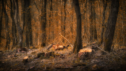 deep dense mystical forest with tree trunks and stumps. autumn orange style landscape in 16:9 format. selective focus on foreground
