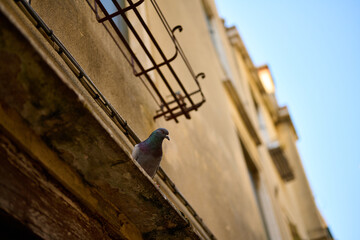 Venice and its canals,streets,buildings and birds