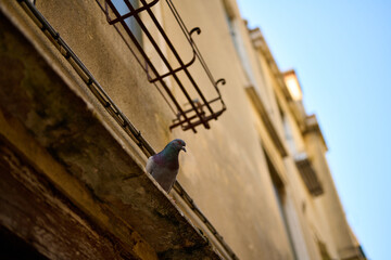 Venice and its canals,streets,buildings and birds