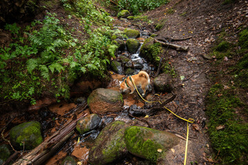 Red shiba inu dog is drinking a water from a small forest river in summer