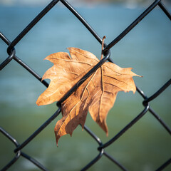 Oak Leaf in Chain Link Fence