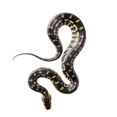 Top view of snake with natural pattern crawling on transparent background