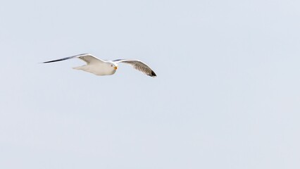 Seagull Soaring in Clear Blue Sky