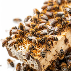 bees honeycomb beekeeping insects hive honey nature pollination apiary colony worker bees hexagonal cells beeswax honey production close-up honeybees comb natural pattern